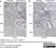 Anti Mouse CD11b Antibody, clone 5C6 thumbnail image 34