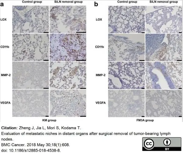 Anti Mouse CD11b Antibody, clone 5C6 gallery image 34