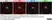 Anti Mouse CD11b Antibody, clone 5C6 thumbnail image 36