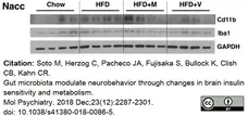 Anti Mouse CD11b Antibody, clone 5C6 gallery image 37
