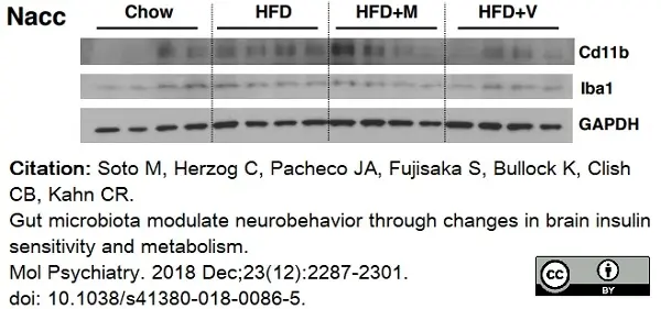 Anti Mouse CD11b Antibody, clone 5C6 gallery image 37