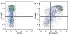 Anti Mouse CD11b Antibody, clone 5C6 gallery image 44
