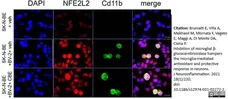 Anti Mouse CD11b Antibody, clone 5C6 gallery image 45