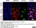 Anti Mouse CD11b Antibody, clone 5C6 thumbnail image 45