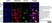 Anti Mouse CD11b Antibody, clone 5C6 thumbnail image 45