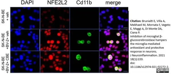 Anti Mouse CD11b Antibody, clone 5C6 gallery image 45