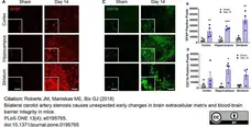Anti Mouse CD11b Antibody, clone 5C6 gallery image 46