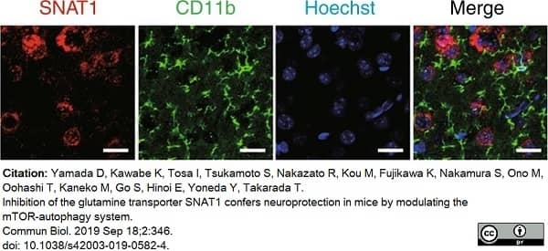 Anti Mouse CD11b Antibody, clone 5C6 gallery image 47