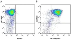 Anti Mouse CD11b Antibody, clone 5C6 gallery image 48