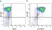 Anti Mouse CD11b Antibody, clone 5C6 thumbnail image 48