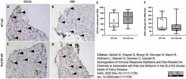 Anti Mouse CD11b Antibody, clone 5C6 gallery image 58