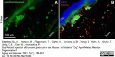 Anti Mouse CD11b Antibody, clone 5C6 gallery image 59