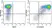 Anti Mouse CD11b Antibody, clone 5C6 thumbnail image 73