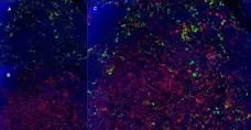 Anti Mouse CD11b Antibody, clone 5C6 gallery image 8