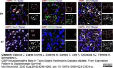 Anti Mouse CD11b Antibody, clone 5C6 gallery image 83