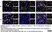 Anti Mouse CD11b Antibody, clone 5C6 thumbnail image 83