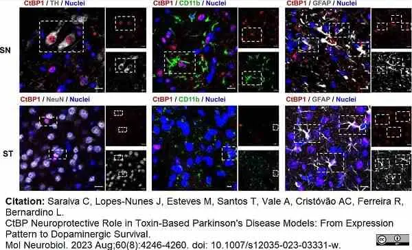 Anti Mouse CD11b Antibody, clone 5C6 gallery image 83