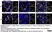 Anti Mouse CD11b Antibody, clone 5C6 thumbnail image 84