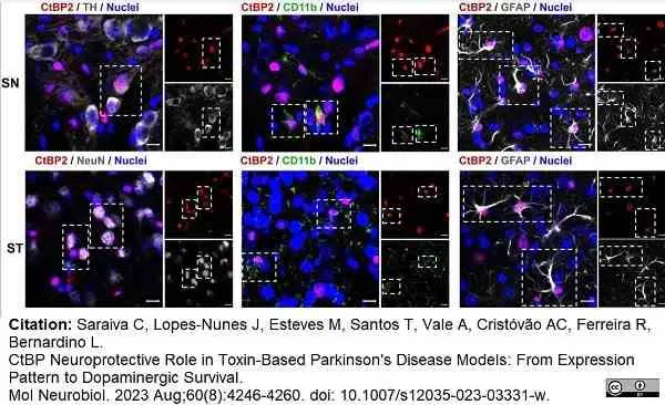 Anti Mouse CD11b Antibody, clone 5C6 gallery image 84