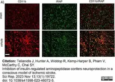 Anti Mouse CD11b Antibody, clone 5C6 gallery image 85