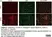 Anti Mouse CD11b Antibody, clone 5C6 thumbnail image 85