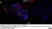 Anti Mouse CD11b Antibody, clone 5C6 thumbnail image 86
