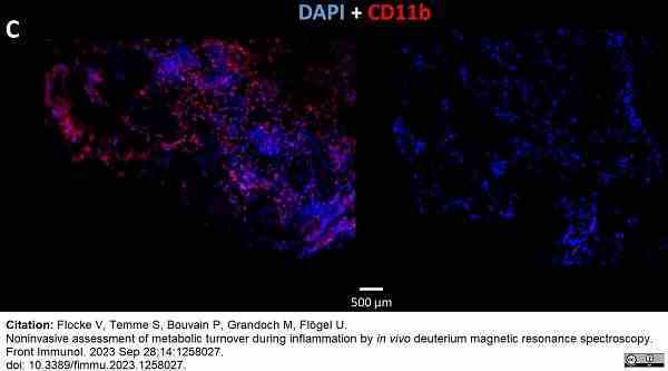 Anti Mouse CD11b Antibody, clone 5C6 gallery image 86