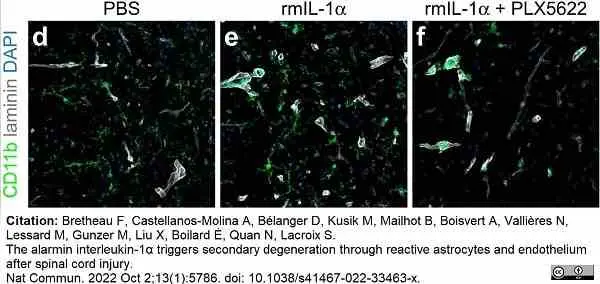 Anti Mouse CD11b Antibody, clone 5C6 gallery image 87