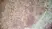 Anti Mouse CD11b Antibody, clone 5C6 thumbnail image 9