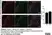 Anti Mouse CD11b Antibody, clone 5C6 thumbnail image 91