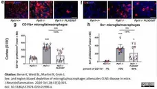 Anti Mouse CD11b Antibody, clone 5C6 gallery image 93