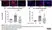 Anti Mouse CD11b Antibody, clone 5C6 thumbnail image 93