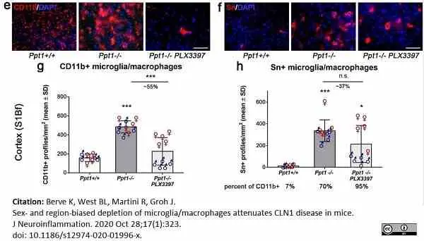 Anti Mouse CD11b Antibody, clone 5C6 gallery image 93