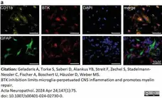Anti Mouse CD11b Antibody, clone 5C6 gallery image 94