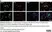 Anti Mouse CD11b Antibody, clone 5C6 thumbnail image 94