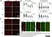 Anti Mouse CD11b Antibody, clone 5C6 thumbnail image 95