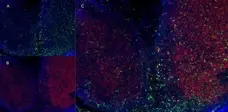 Anti Mouse CD11b Antibody, clone M1/70.15 gallery image 1