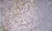 Anti Mouse CD11b Antibody, clone M1/70.15 thumbnail image 10
