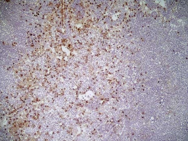 Anti Mouse CD11b Antibody, clone M1/70.15 gallery image 10