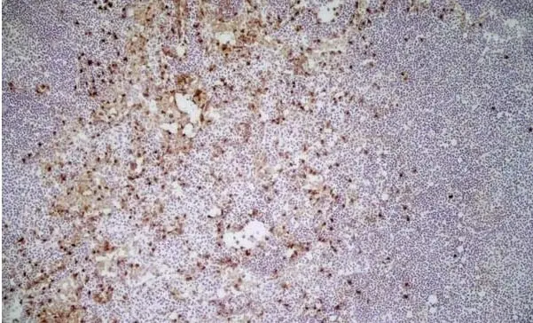 Anti Mouse CD11b Antibody, clone M1/70.15 gallery image 10
