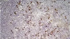 Anti Mouse CD11b Antibody, clone M1/70.15 gallery image 11