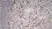 Anti Mouse CD11b Antibody, clone M1/70.15 thumbnail image 11