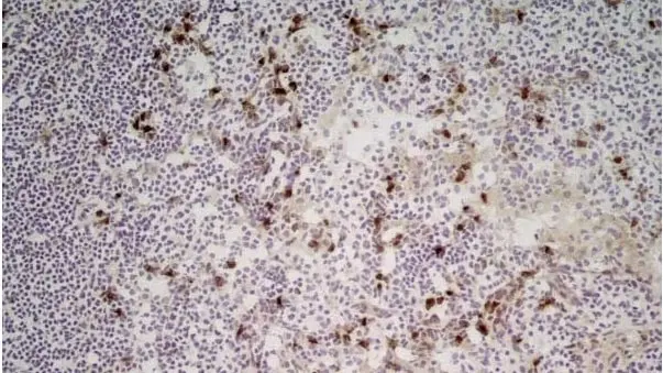 Anti Mouse CD11b Antibody, clone M1/70.15 gallery image 11
