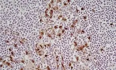 Anti Mouse CD11b Antibody, clone M1/70.15 gallery image 12