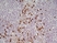 Anti Mouse CD11b Antibody, clone M1/70.15 thumbnail image 12