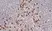 Anti Mouse CD11b Antibody, clone M1/70.15 thumbnail image 12