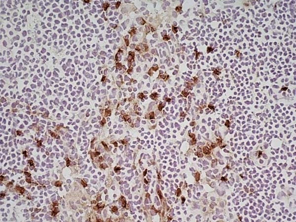 Anti Mouse CD11b Antibody, clone M1/70.15 gallery image 12