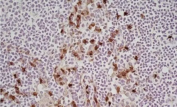 Anti Mouse CD11b Antibody, clone M1/70.15 gallery image 12
