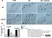 Anti Mouse CD11b Antibody, clone M1/70.15 thumbnail image 13
