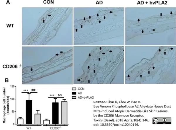 Anti Mouse CD11b Antibody, clone M1/70.15 gallery image 13